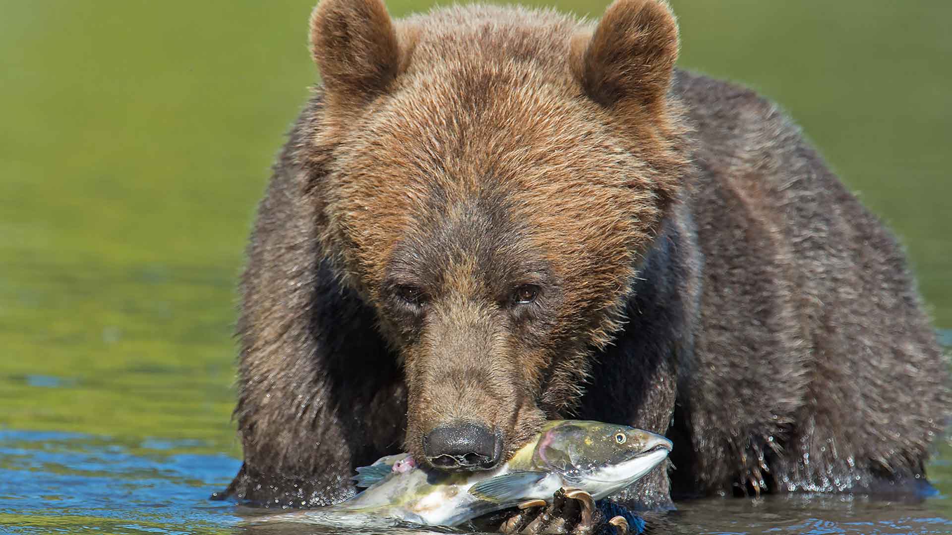 Бурый медведь приспособления. Гризли североамериканский бурый медведь. Медведь Гризли ест. Бурый медведь питается. Медведь кушает.